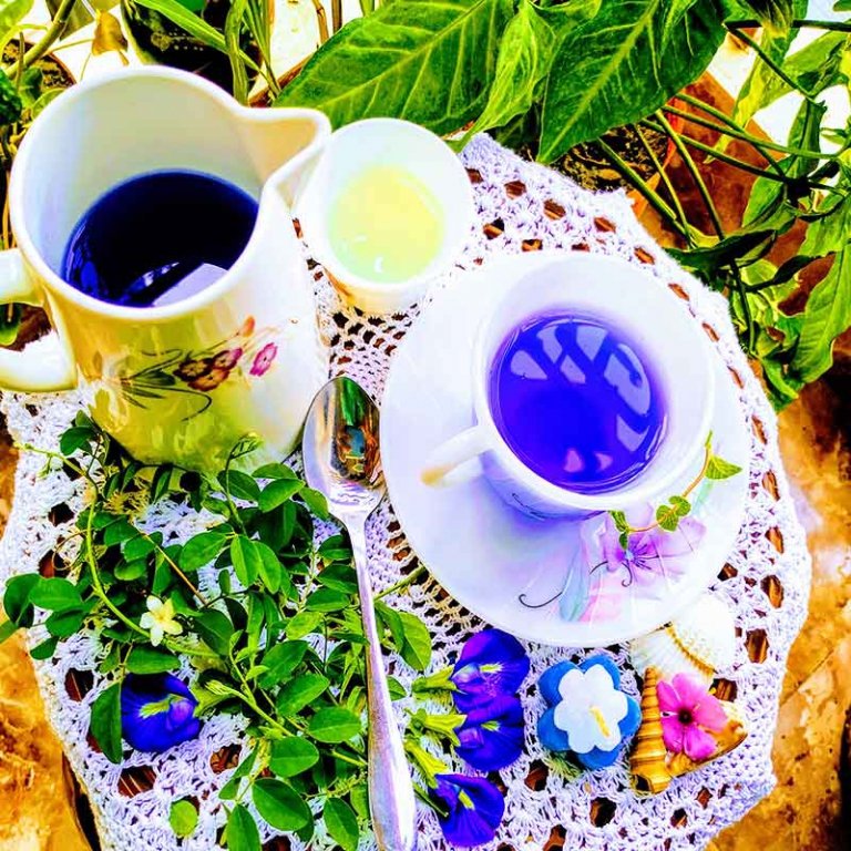 aporajita-tea অপরাজিতার চা @chuijhal.com
