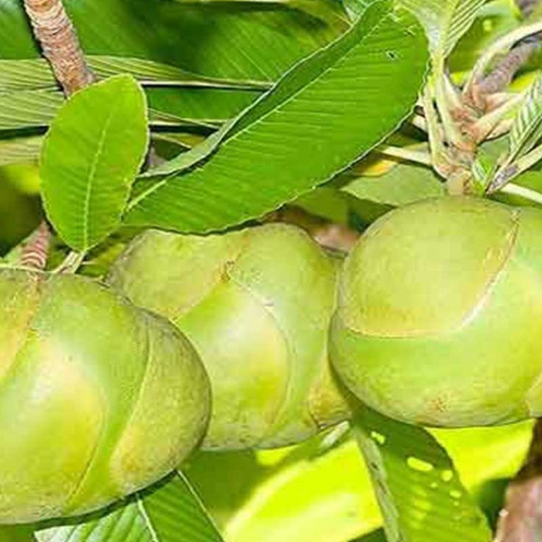 chalta-চালতা