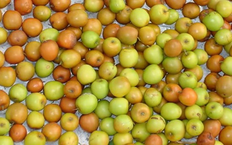 কেন খাবেন কুল বা বরই