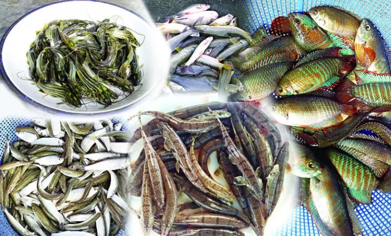 নিয়মিত মাছ খাওয়ার উপকারিতা