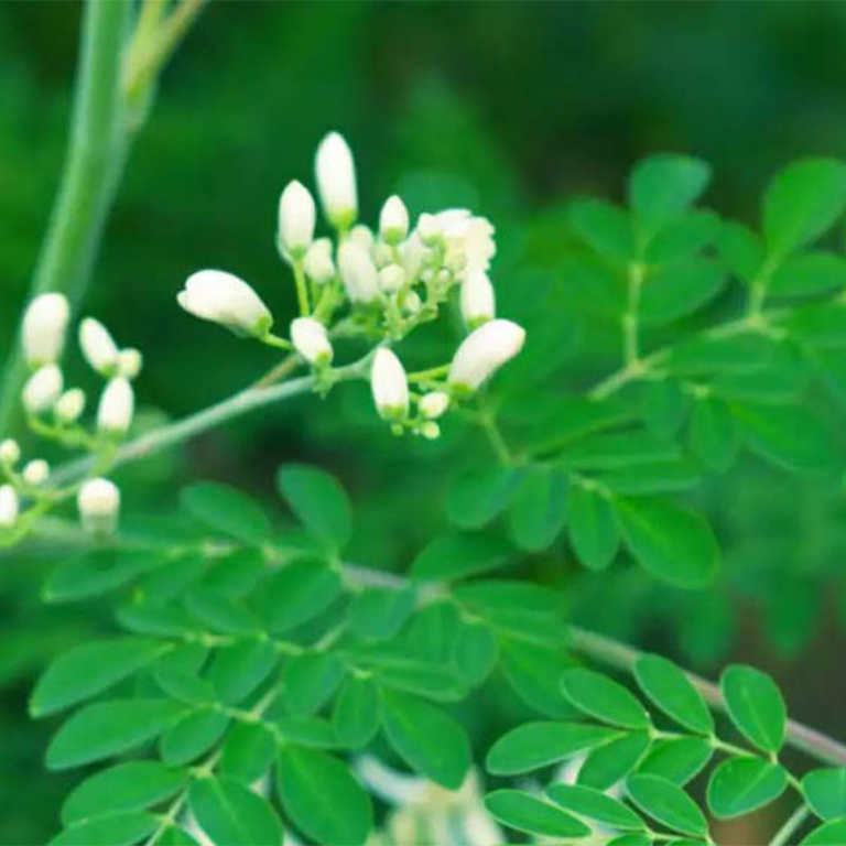 সৌন্দর্যচর্চায় পাতা